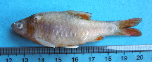 (Poropuntius) Род ПОРОПУНТИУСЫ 38 видов